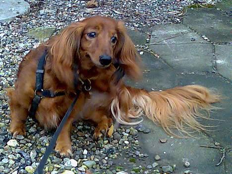 Dværggravhund Pingo R.I.P. - "Uurrgghh, den dumme sele kløer!!" billede 19