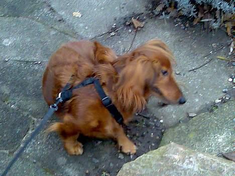 Dværggravhund Pingo R.I.P. - "Arrgghh...! billede 20