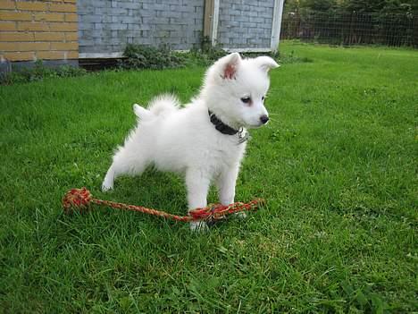 Dansk Spids Berta - Hvad var lige det jeg så derovre... (hov et kamera - jeg må hellere stå pænt) billede 14