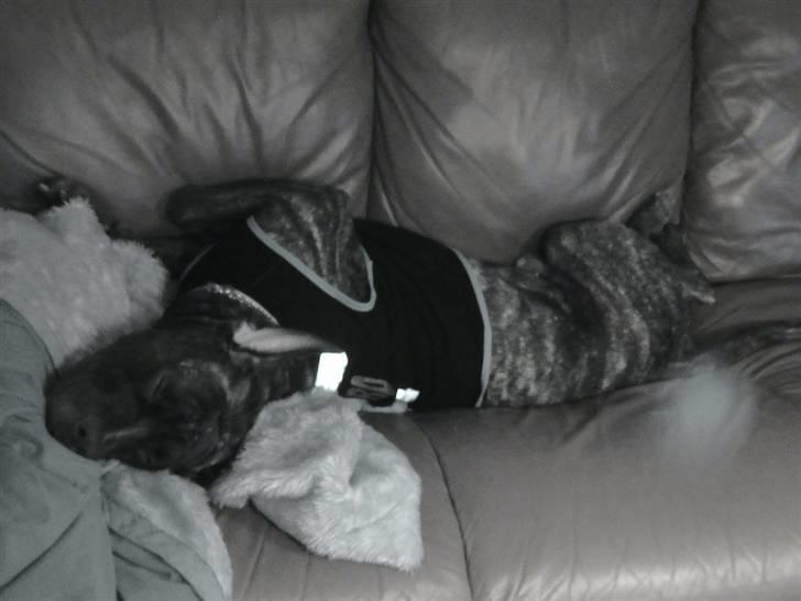 Dogo canario Flemming billede 15