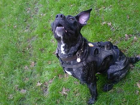 Dogo canario Flemming billede 16