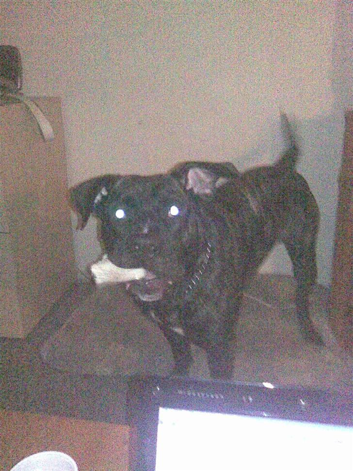 Dogo canario Flemming billede 17