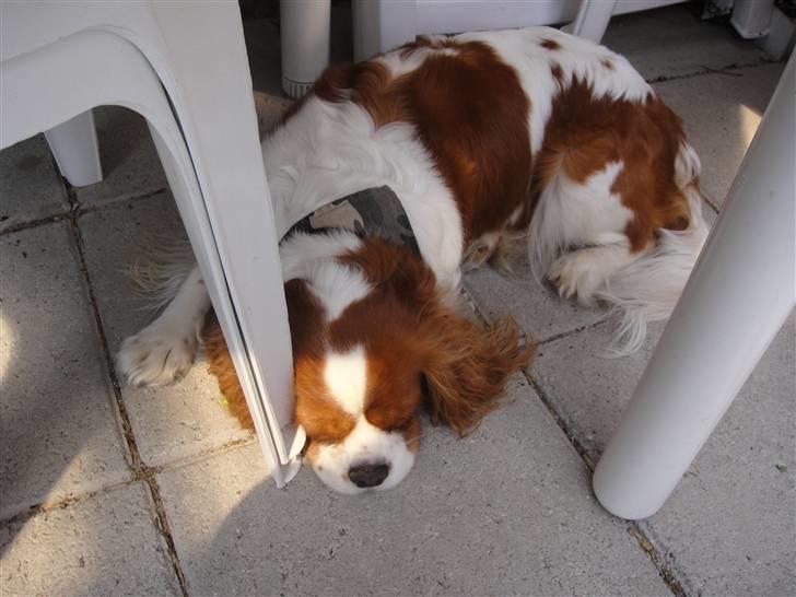 Cavalier king charles spaniel cocio - mig og cocio billede 1