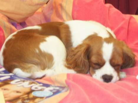 Cavalier king charles spaniel cocio - en dejlig lur billede 2