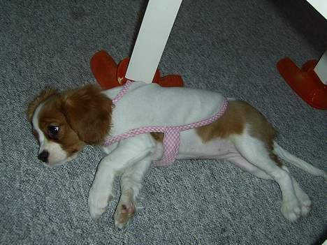 Cavalier king charles spaniel cocio - arh dejligt med et dækken billede 3