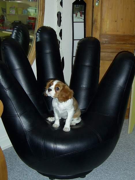 Cavalier king charles spaniel cocio - uh hvad er det billede 4