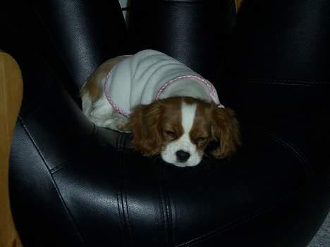 Cavalier king charles spaniel cocio - godnat billede 5