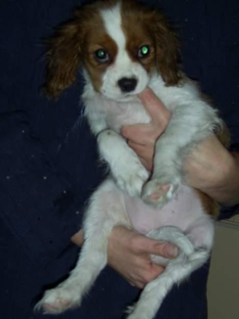 Cavalier king charles spaniel cocio - har lige været i bad billede 6