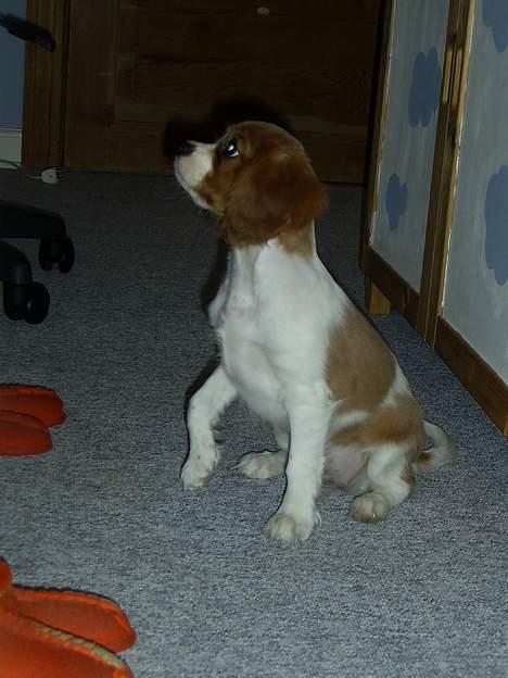 Cavalier king charles spaniel cocio - uh chips billede 7