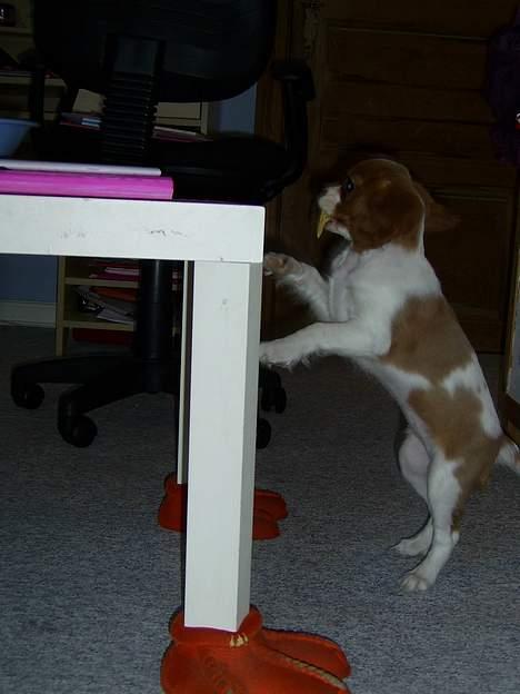 Cavalier king charles spaniel cocio - HA fik den billede 8