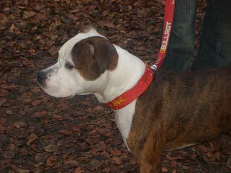 Blanding af racer boss/bosse billede 9