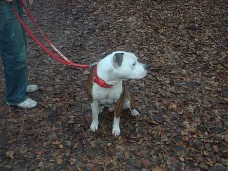 Blanding af racer boss/bosse billede 10