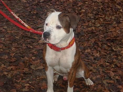 Blanding af racer boss/bosse billede 11