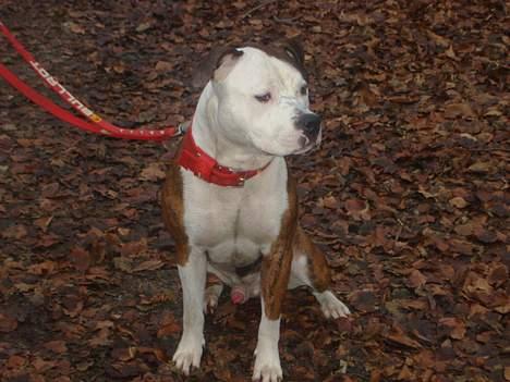 Blanding af racer boss/bosse billede 12