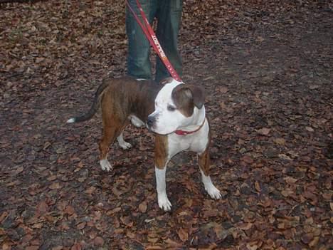 Blanding af racer boss/bosse billede 13