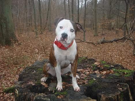 Blanding af racer boss/bosse billede 14