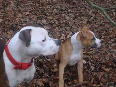 Blanding af racer boss/bosse billede 15