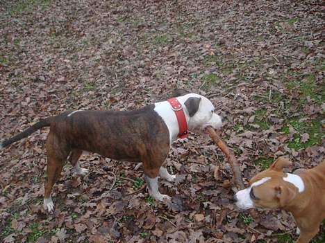 Blanding af racer boss/bosse billede 16