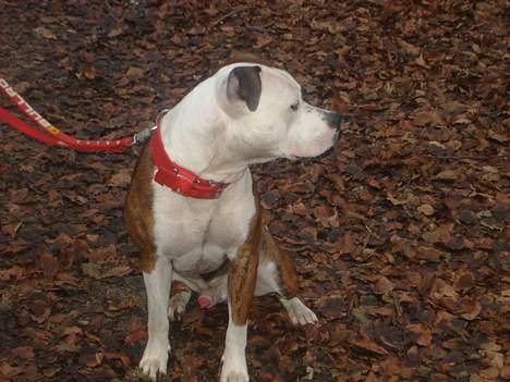 Blanding af racer boss/bosse billede 17