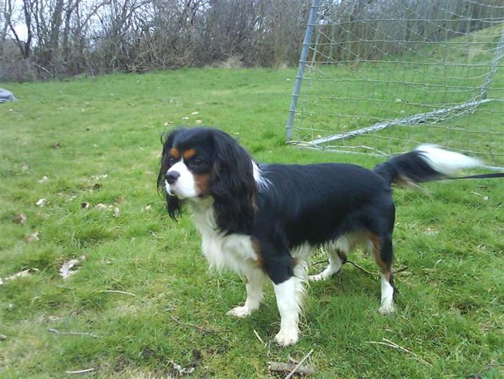 {{currentPhoto.altText}} billede {{currentPhoto.number}}