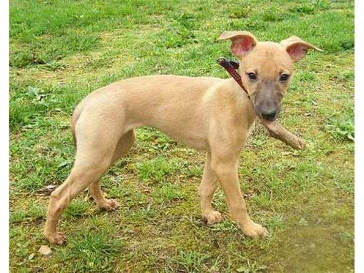 Whippet Aisha  billede 1