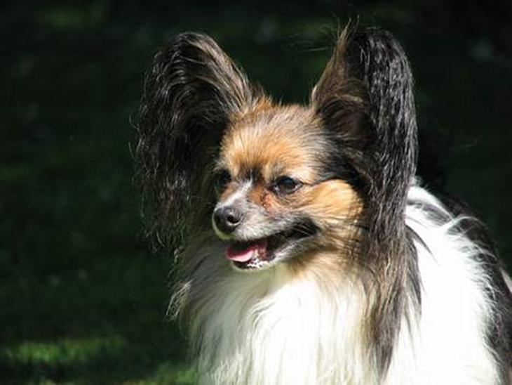 Papillon rulle R.I.P billede 1