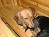 Gravhund Albert