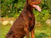 Dobermann Magic v Dunav Stam R.I.P. [ Himmelhund]