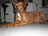 Blanding af racer cæsar. dobbermann/amstaff