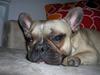 Fransk bulldog Ludwig