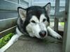 Alaskan malamute Xenobia