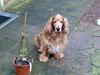 Cocker spaniel Dumbo