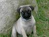 Mops Mulle