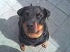 Rottweiler Kakestto's Cheetah *RIP*