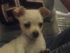 Chihuahua Chilli