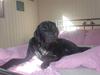 Labrador retriever santos