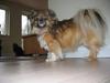 Tibetansk spaniel Bølle