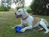 Amerikansk bulldog Gudrun