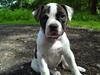 Amerikansk bulldog Mille