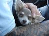 Chihuahua *~Pippi~*