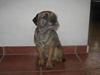 Border terrier harry