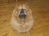 Chow chow tulle "DØD" :'(