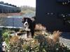 Berner sennenhund Anton