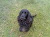 Cocker spaniel Catchy Remarkable Ruth