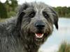 Blanding af racer Oskar *R.I.P.* [ Himmelhund]