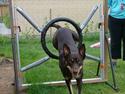 Australsk kelpie Letnetti (GY) Tazz