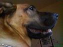 Mastiff Amaroq