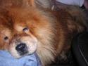 Chow chow Balder