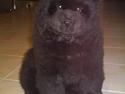 Chow chow Fuh Thu Josefine