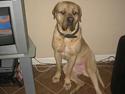 Mastiff Holger (Find holger )